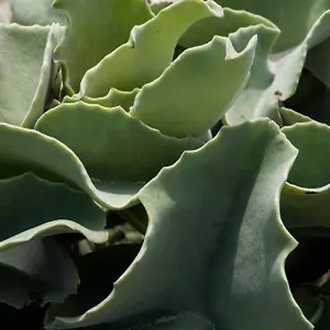  Appartamento Casa Ulivo Agave At My Place Italia